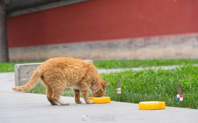 团战经理骑士信息是什么
