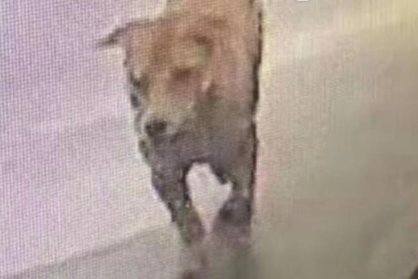 艾尔登法环杀了魔法老师怎么办